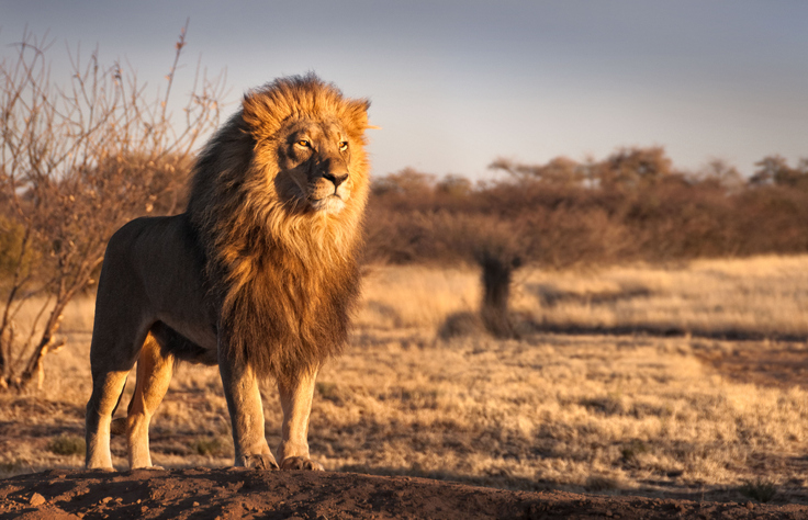 Family Movie: 2019’s “The Lion King”  with Refreshments!